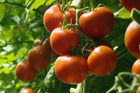 Amaze for tomatoes